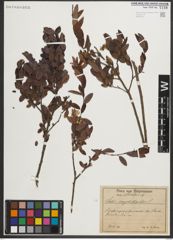 Foto von Salix myrtilloides L.